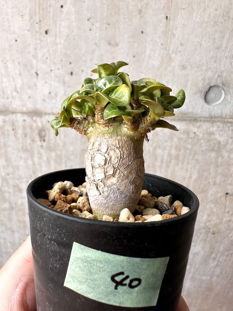 【現品限り】アデニウム・DHA 葉巻【C40】 Adenium DHA