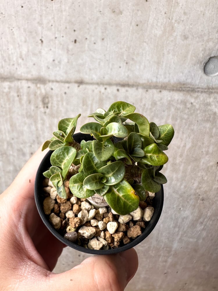 【現品限り】アデニウム・DHA 葉巻【C40】 Adenium DHA