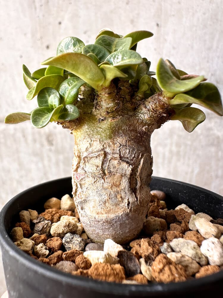 【現品限り】アデニウム・DHA 葉巻【C40】 Adenium DHA