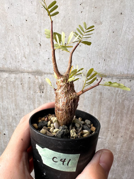 【現品限り】センナ・メリディオナリス 実生【C41】 Senna meridionalis