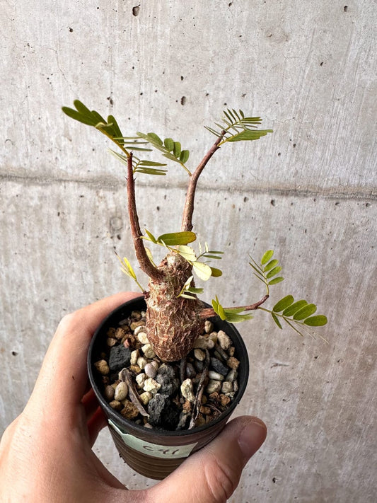 【現品限り】センナ・メリディオナリス 実生【C41】 Senna meridionalis