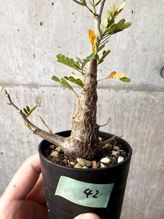 【現品限り】センナ・メリディオナリス 実生【C42】 Senna meridionalis