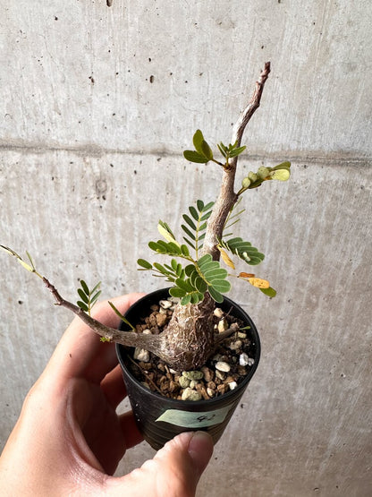 【現品限り】センナ・メリディオナリス 実生【C42】 Senna meridionalis