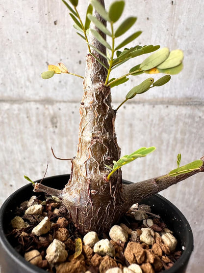 【現品限り】センナ・メリディオナリス 実生【C42】 Senna meridionalis