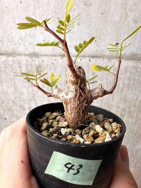 【現品限り】センナ・メリディオナリス 実生【C43】 Senna meridionalis