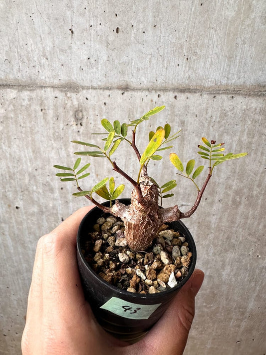 【現品限り】センナ・メリディオナリス 実生【C43】 Senna meridionalis