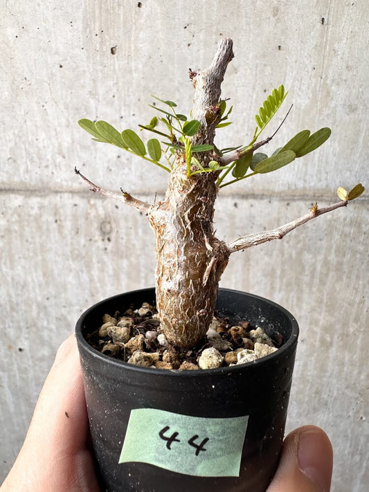 【現品限り】センナ・メリディオナリス 実生【C44】 Senna meridionalis