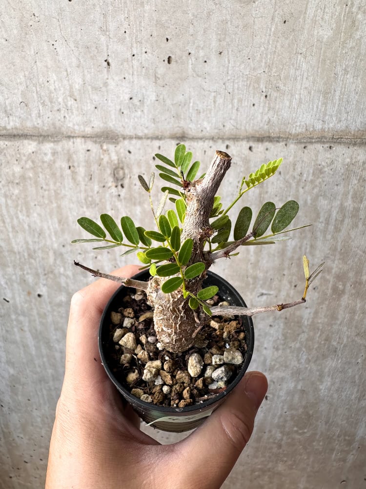 【現品限り】センナ・メリディオナリス 実生【C44】 Senna meridionalis