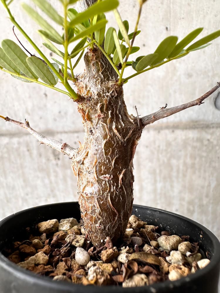 【現品限り】センナ・メリディオナリス 実生【C44】 Senna meridionalis