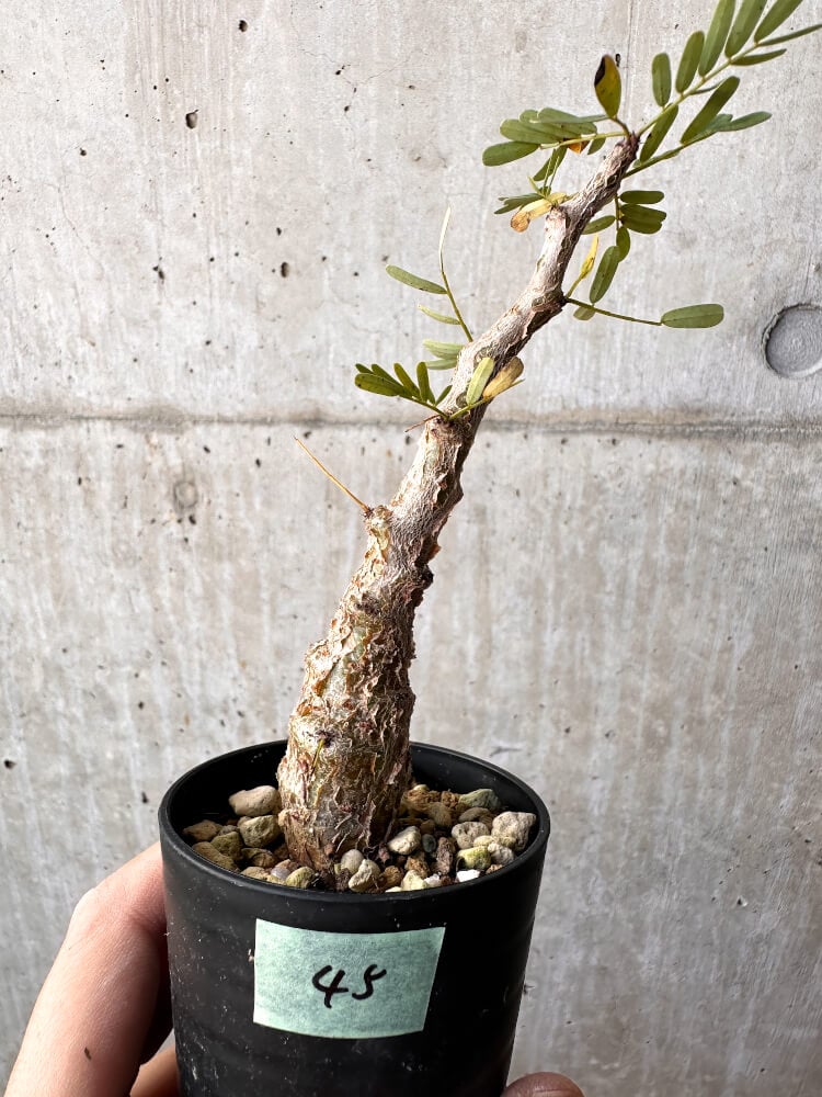 【現品限り】センナ・メリディオナリス 実生【C45】 Senna meridionalis