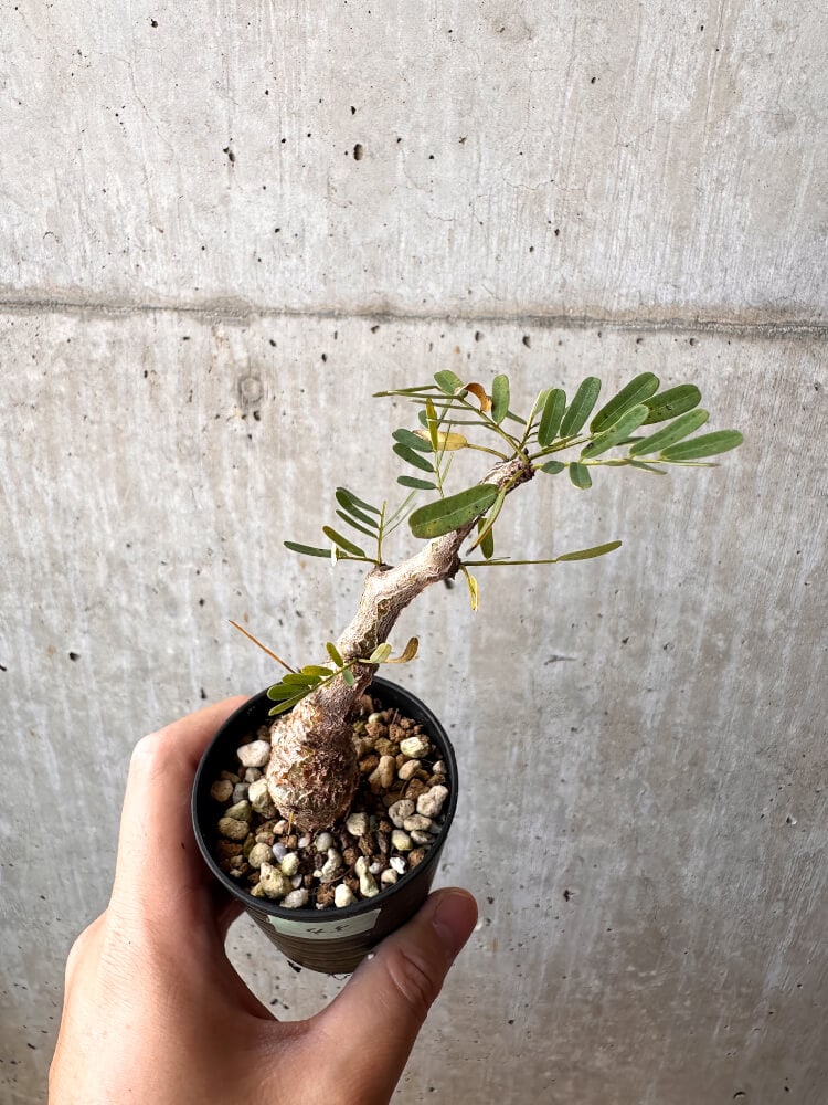 【現品限り】センナ・メリディオナリス 実生【C45】 Senna meridionalis