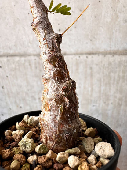 【現品限り】センナ・メリディオナリス 実生【C45】 Senna meridionalis