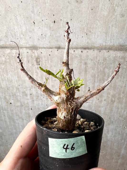 【現品限り】センナ・メリディオナリス 実生【C46】 Senna meridionalis