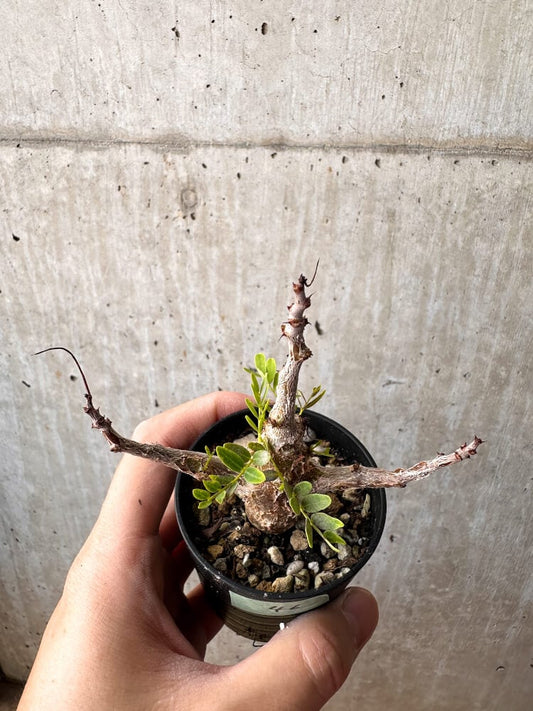 【現品限り】センナ・メリディオナリス 実生【C46】 Senna meridionalis