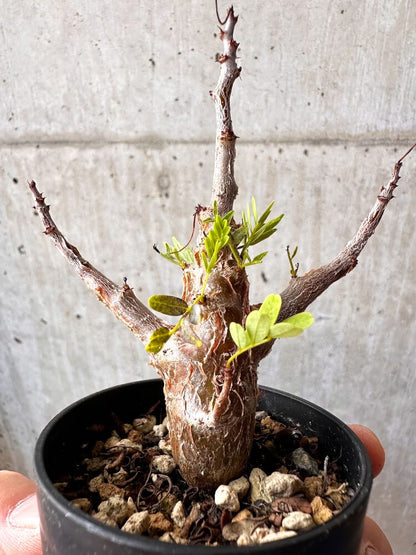 【現品限り】センナ・メリディオナリス 実生【C46】 Senna meridionalis