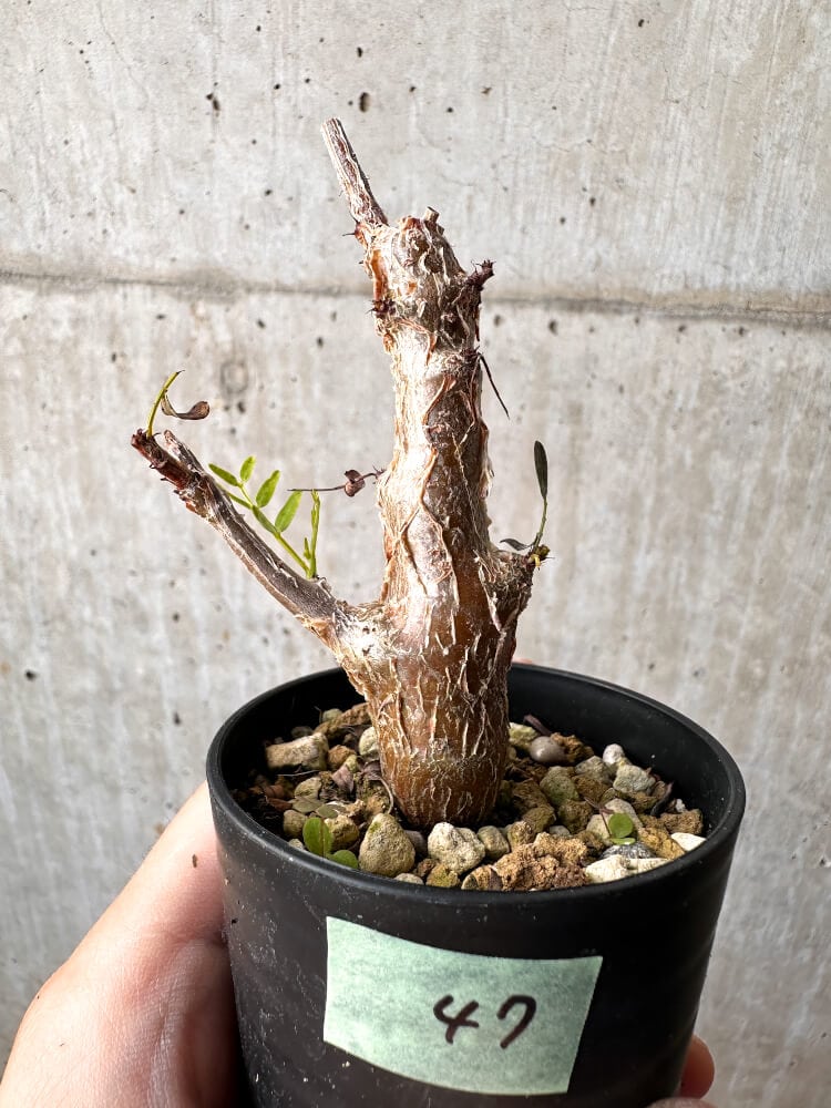 【現品限り】センナ・メリディオナリス 実生【C47】 Senna meridionalis