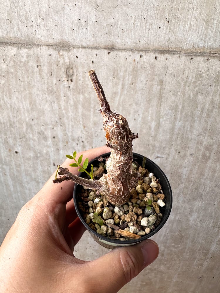 【現品限り】センナ・メリディオナリス 実生【C47】 Senna meridionalis