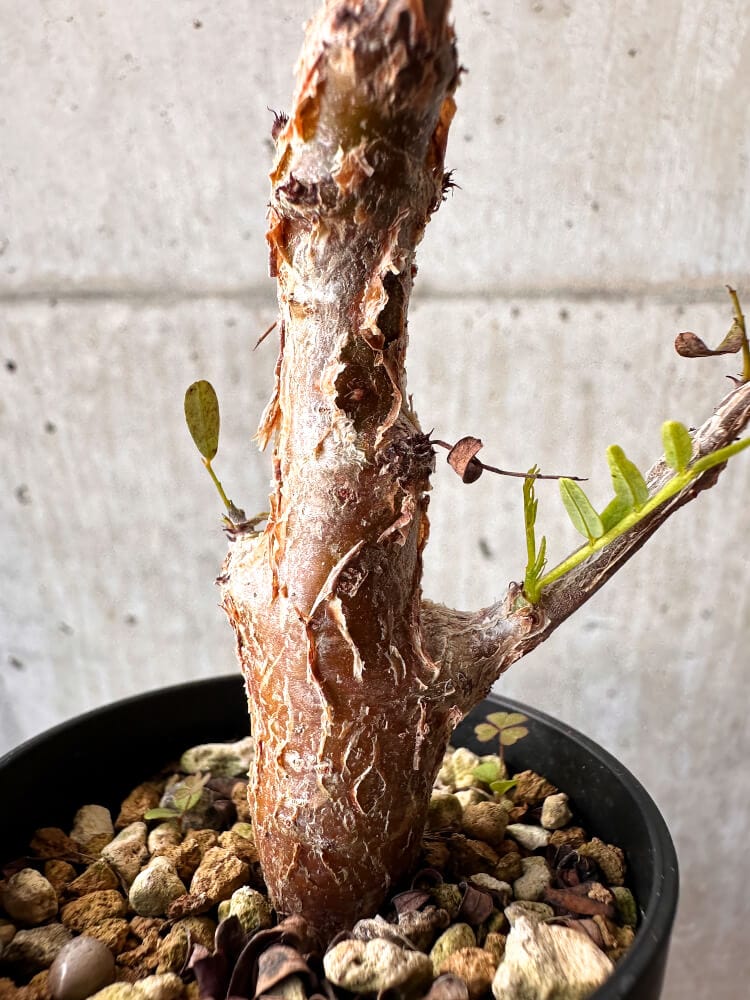 【現品限り】センナ・メリディオナリス 実生【C47】 Senna meridionalis