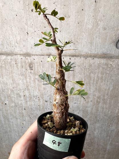 【現品限り】センナ・メリディオナリス 実生【C48】 Senna meridionalis