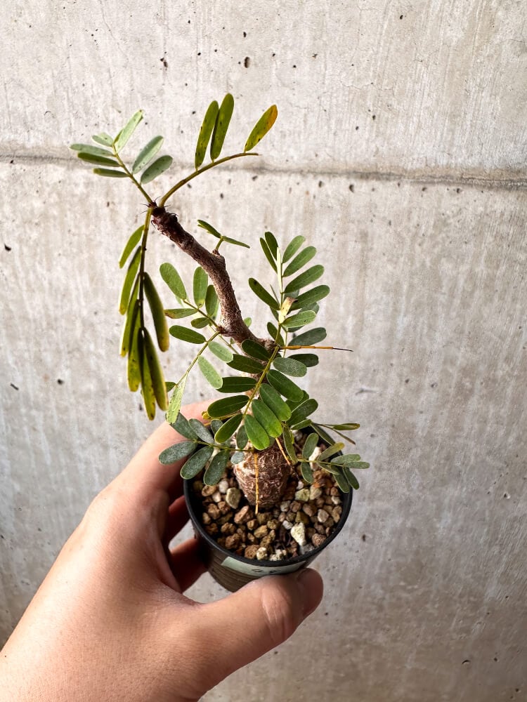 【現品限り】センナ・メリディオナリス 実生【C48】 Senna meridionalis