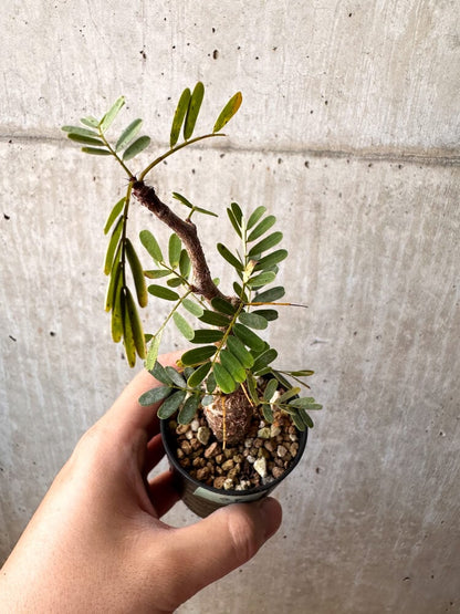 【現品限り】センナ・メリディオナリス 実生【C48】 Senna meridionalis