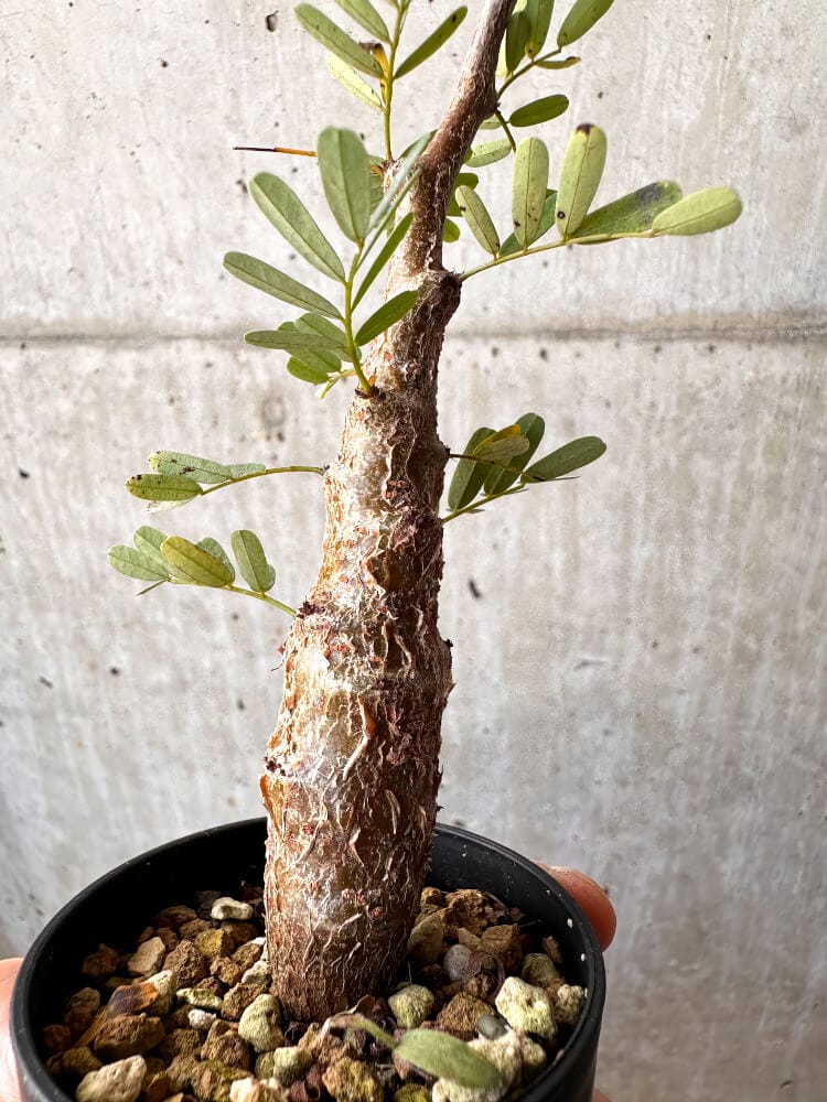 【現品限り】センナ・メリディオナリス 実生【C48】 Senna meridionalis