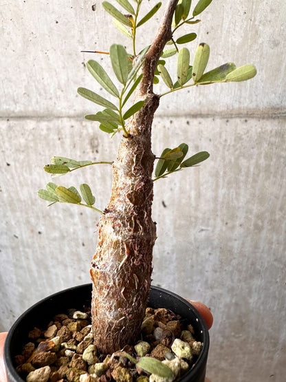 【現品限り】センナ・メリディオナリス 実生【C48】 Senna meridionalis