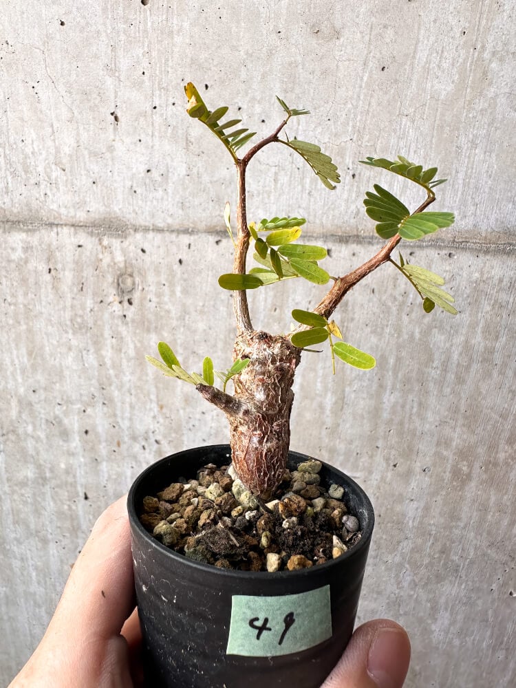 【現品限り】センナ・メリディオナリス 実生【C49】 Senna meridionalis