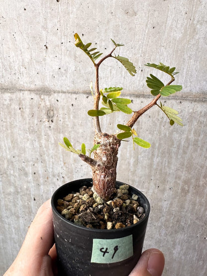 【現品限り】センナ・メリディオナリス 実生【C49】 Senna meridionalis