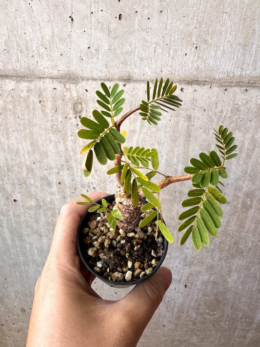 【現品限り】センナ・メリディオナリス 実生【C49】 Senna meridionalis