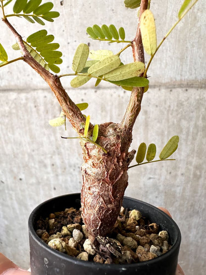 【現品限り】センナ・メリディオナリス 実生【C49】 Senna meridionalis