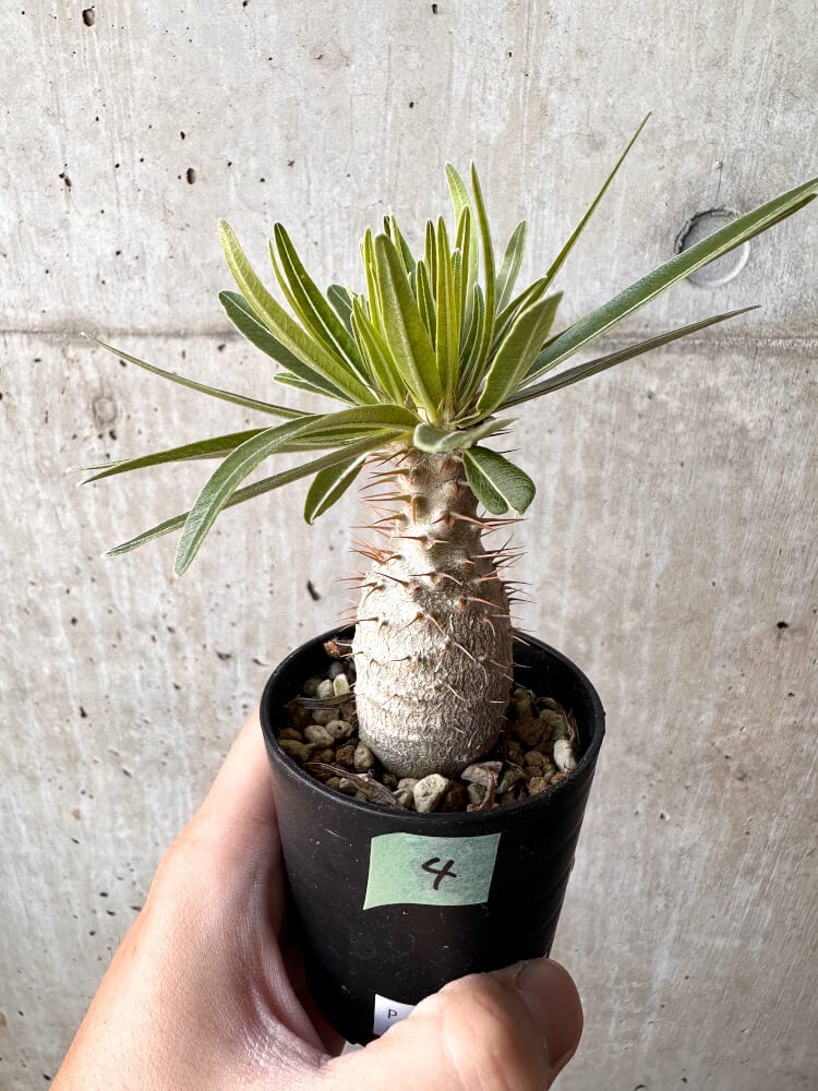 【現品限り】パキポディウム・グラキリス 実生【C4】 Pachypodium gracilius