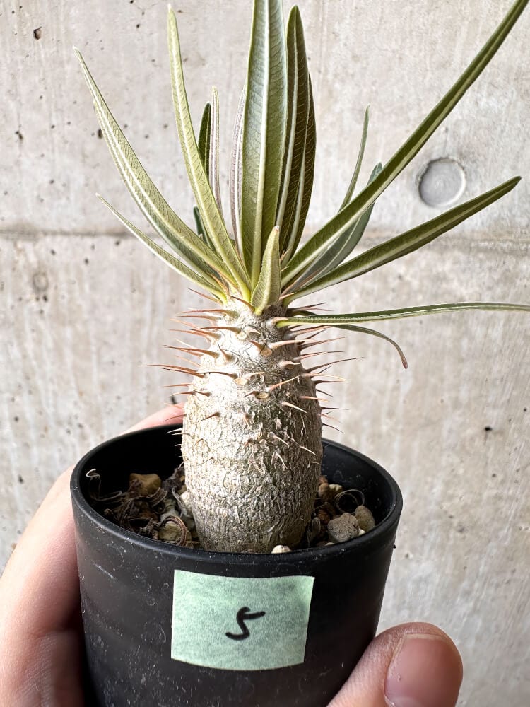 現品限り】パキポディウム・グラキリス 実生【C5】 Pachypodium