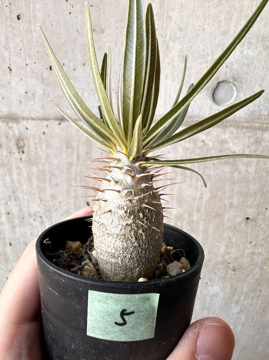 【現品限り】パキポディウム・グラキリス 実生【C5】 Pachypodium gracilius