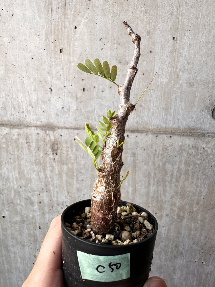 【現品限り】センナ・メリディオナリス 実生【C50】 Senna meridionalis