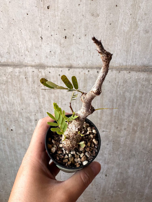 【現品限り】センナ・メリディオナリス 実生【C50】 Senna meridionalis