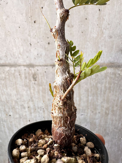 【現品限り】センナ・メリディオナリス 実生【C50】 Senna meridionalis