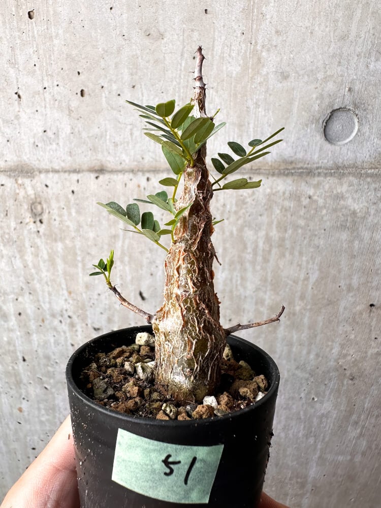 【現品限り】センナ・メリディオナリス 実生【C51】 Senna meridionalis