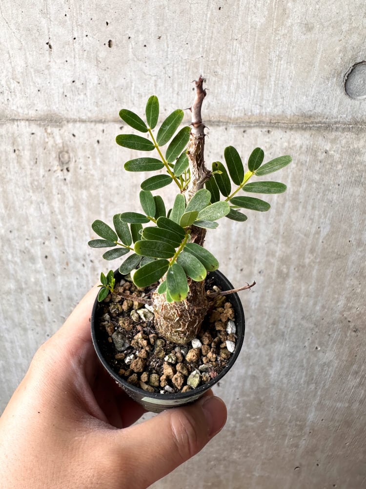 【現品限り】センナ・メリディオナリス 実生【C51】 Senna meridionalis