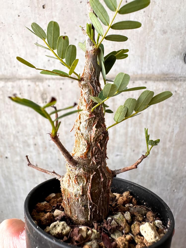 【現品限り】センナ・メリディオナリス 実生【C51】 Senna meridionalis