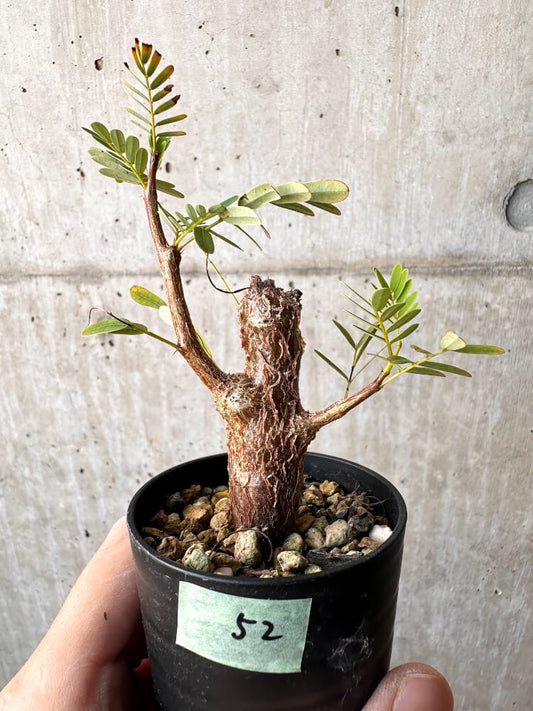 【現品限り】センナ・メリディオナリス 実生【C52】 Senna meridionalis