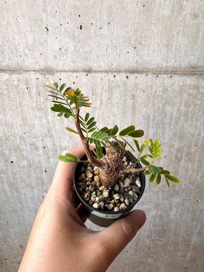 【現品限り】センナ・メリディオナリス 実生【C52】 Senna meridionalis