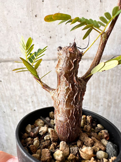 【現品限り】センナ・メリディオナリス 実生【C52】 Senna meridionalis