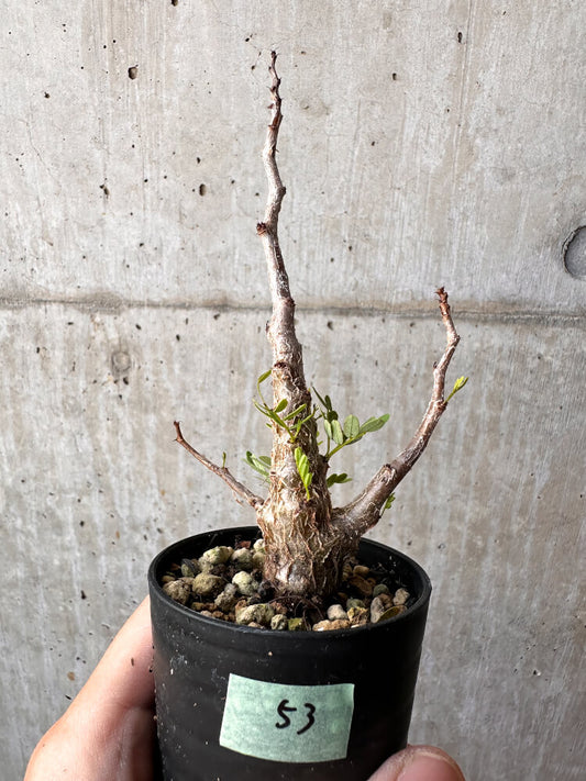 【現品限り】センナ・メリディオナリス 実生【C53】 Senna meridionalis