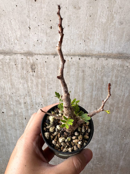 【現品限り】センナ・メリディオナリス 実生【C53】 Senna meridionalis