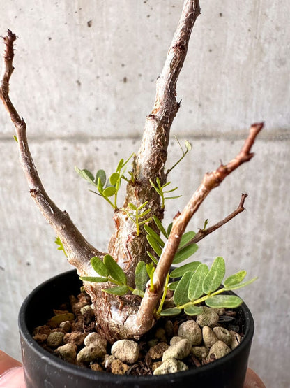 【現品限り】センナ・メリディオナリス 実生【C53】 Senna meridionalis