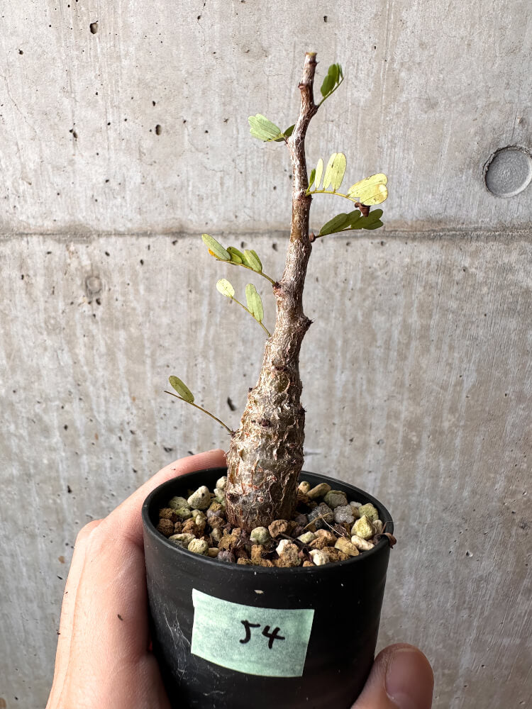 【現品限り】センナ・メリディオナリス 実生【C54】 Senna meridionalis