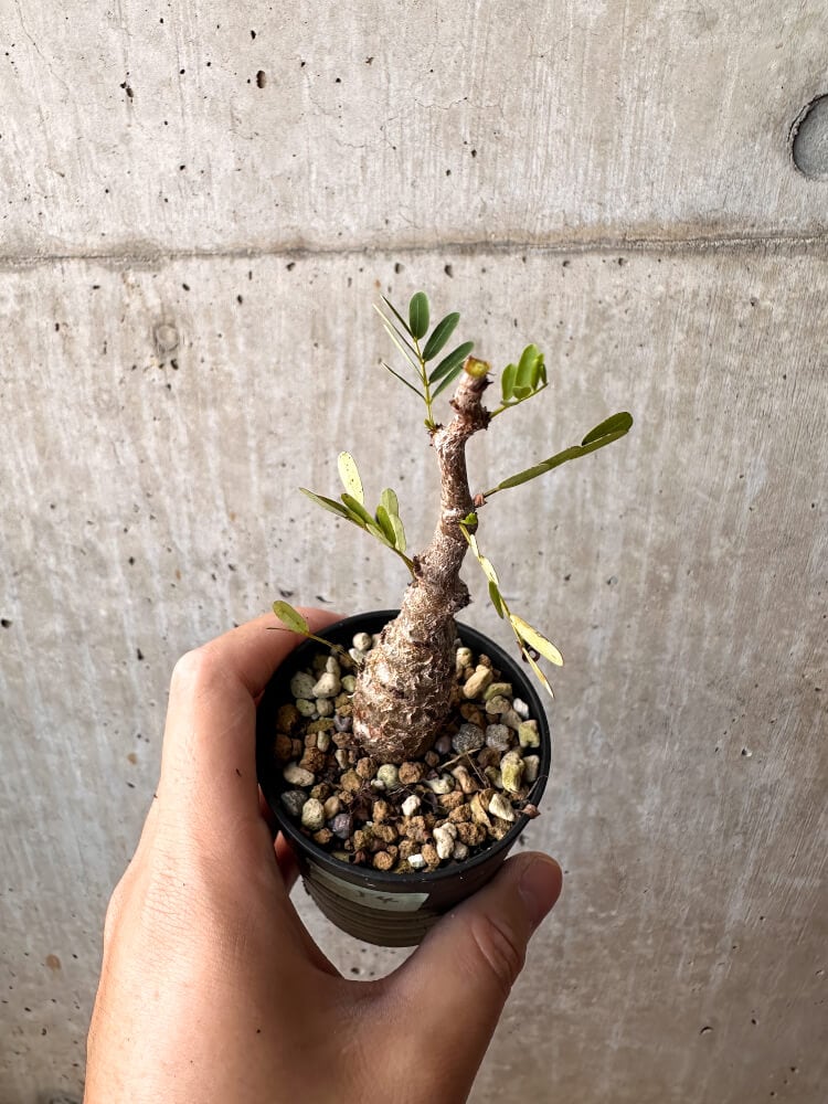 【現品限り】センナ・メリディオナリス 実生【C54】 Senna meridionalis