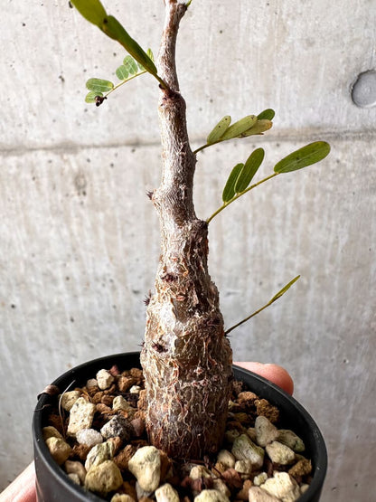 【現品限り】センナ・メリディオナリス 実生【C54】 Senna meridionalis