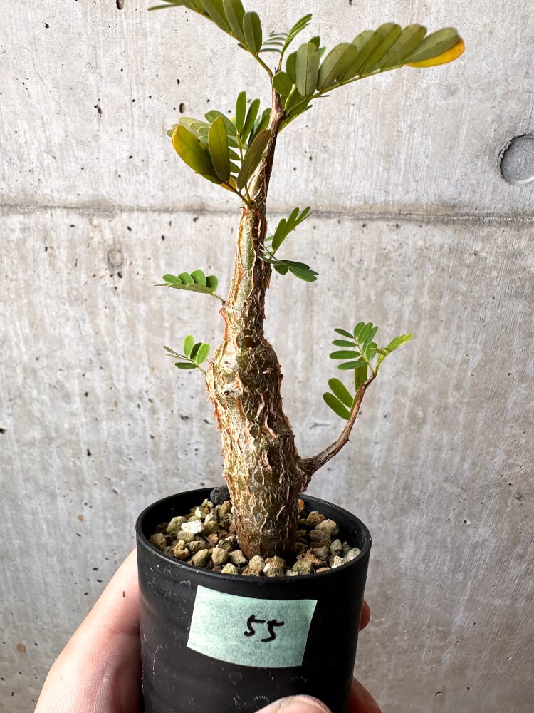 【現品限り】センナ・メリディオナリス 実生【C55】 Senna meridionalis